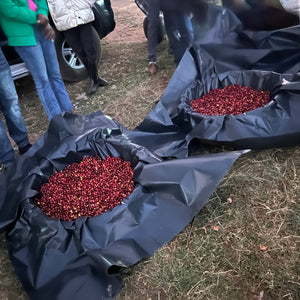 Ethiopia Iwariti Natural