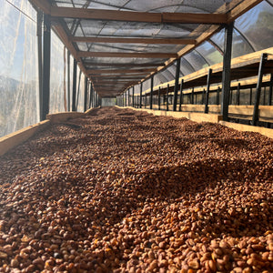 Ethiopia Iwariti Natural