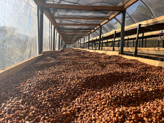 Ethiopia Iwariti Natural