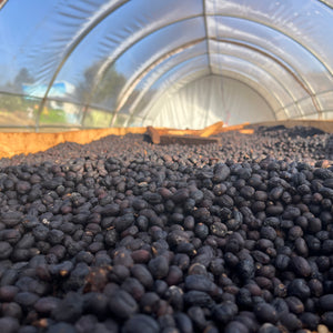 Ethiopia Iwariti Natural