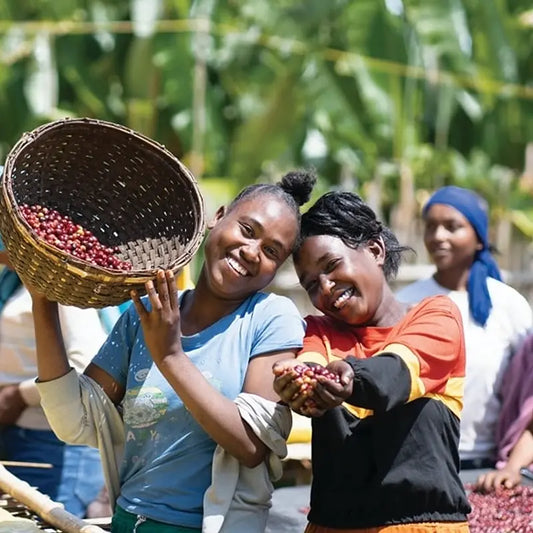 Ethiopia Yirgacheffe Natural